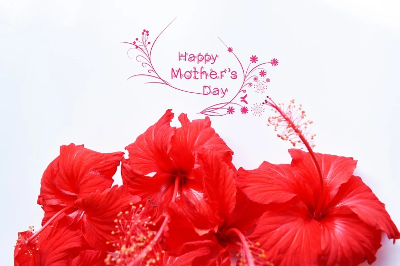 a bouquet of red flowers with the words happy mother's day written on it, a stock photo, dada, hibiscus, background is white, very beautiful photo, in simple background