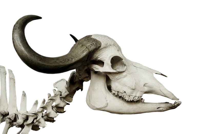 a black and white photo of an animal skull, by Karel Dujardin, featured on zbrush central, goat horns, side view close up of a gaunt, museum piece, flora borsi