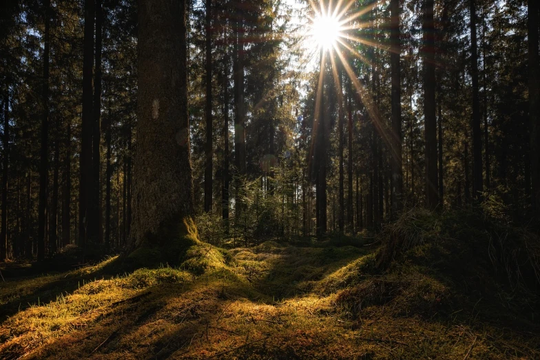 the sun is shining through the trees in the forest, a picture, by Thomas Häfner, shutterstock, light casting onto the ground, dramatic light 8 k, deep forest on background, stock photo