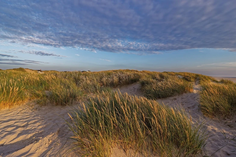 a group of tall grass on top of a sandy beach, a picture, by Juergen von Huendeberg, during dawn, realistic wide angle photo, late summer evening, landscape photo