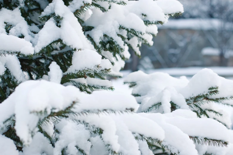 a close up of a tree covered in snow, a photo, by Maksimilijan Vanka, shutterstock, against a winter garden, evergreen, high detail shot, teaser