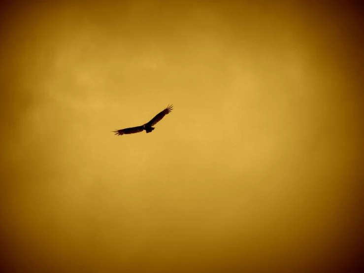 a bird that is flying in the sky, a picture, by Hans Schwarz, minimalism, warm golden backlit, vulture, sepia toned, high quality upload