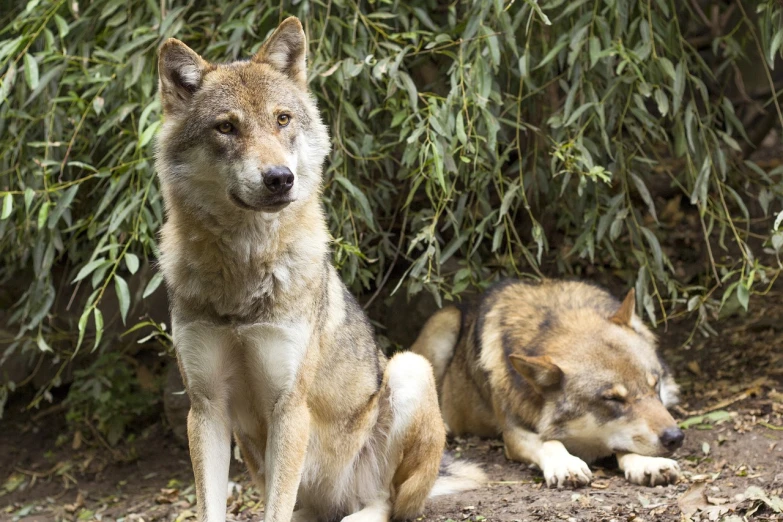 a couple of dogs sitting next to each other, by Matija Jama, shutterstock, sumatraism, wolf armor, picture taken in zoo, looking at camera, new mexico