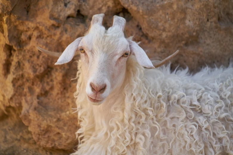 a white goat standing next to a large rock, a portrait, by Linda Sutton, shutterstock, long curly fur, moroccan, with symmetrical facial features, shiny skin”