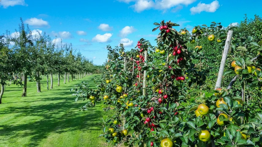 a field filled with lots of green and red apples, by Robert Brackman, pexels, fine art, royal garden landscape, a tall, full of colour 8-w 1024, vines hanging from trees