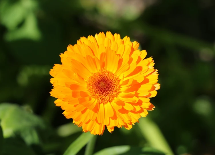 a close up of a yellow flower with green leaves, hairy orange body, sun dappled, carnation, “organic