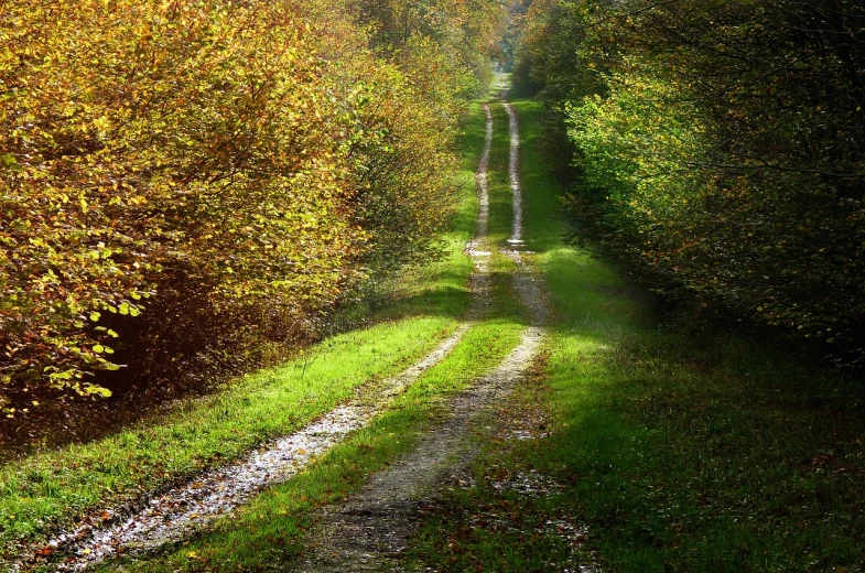 a dirt road in the middle of a forest, by Alfons von Czibulka, flickr, renaissance, romantic simple path traced, october, on a green hill, iralki nadar