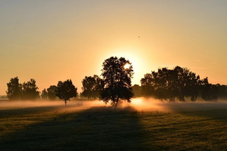 the sun is setting behind the trees in the field, by Erwin Bowien, pixabay contest winner, romanticism, ((mist)), oaks, waking up, summer morning