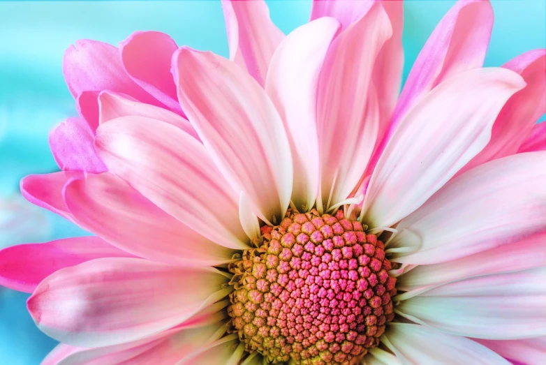 a close up of a pink flower with a blue background, a pastel, daisy, highly detailed closeup, a full-color airbrushed, highres