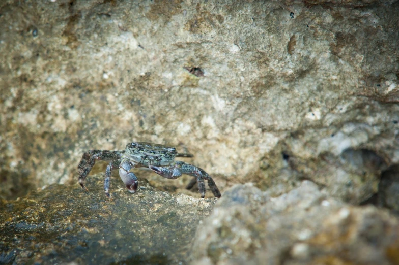 a crab that is sitting on a rock, a macro photograph, camouflage, aquamarine, very sharp photo