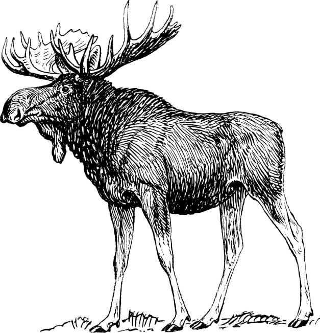 a black and white drawing of a moose, old, stern, real, wooden