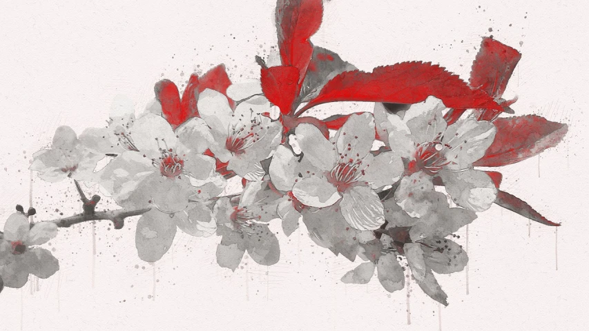 a painting of white and red flowers on a branch, a digital painting, by Paul Davis, trending on shutterstock, crimson and grey color scheme, ink wash, apple blossoms, monochrome and red color bleed