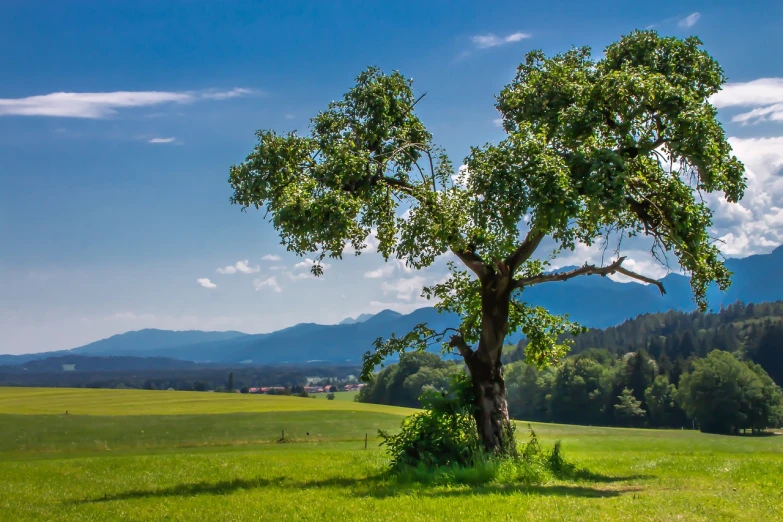 a lone tree in a field with mountains in the background, a picture, by Franz Hegi, shutterstock, visual art, laying under a tree on a farm, bright summer day, wide lens photography, stock photo