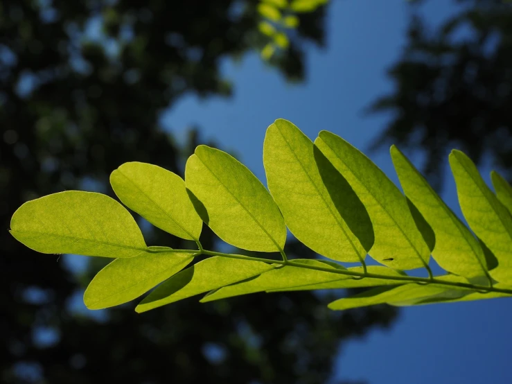 a close up of a leaf with a blue sky in the background, by Jan Rustem, hurufiyya, acacia trees, backlight green leaves, moringa oleifera leaves, gentle shadowing