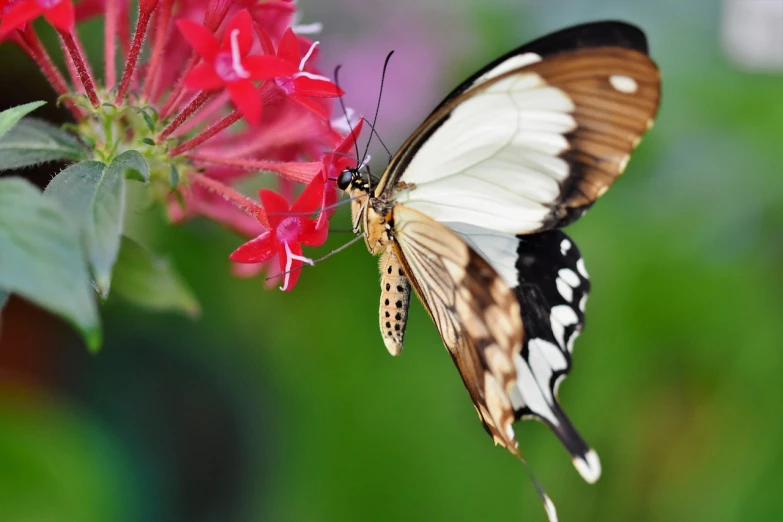 a close up of a butterfly on a flower, by Gwen Barnard, shutterstock, romanticism, graceful and elegant, swallowtail butterflies, watch photo, wide shot photo