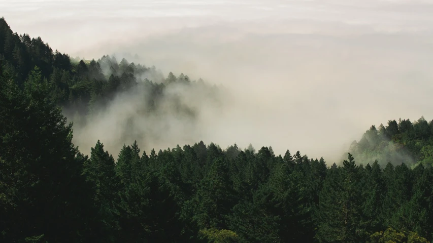 a forest filled with lots of green trees, a picture, unsplash contest winner, blankets of fog pockets, bay area, grey forest background, from scene from twin peaks