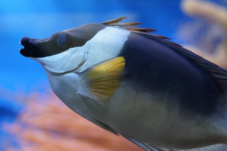 a close up of a fish in an aquarium, flickr, bauhaus, crows feet, beautiful background, hd screenshot, fine pointy chin