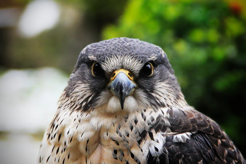 a close up of a bird of prey, a photo, by Juergen von Huendeberg, shutterstock, bashful expression, with a pouting smile, fierce expression 4k, portrait of merlin