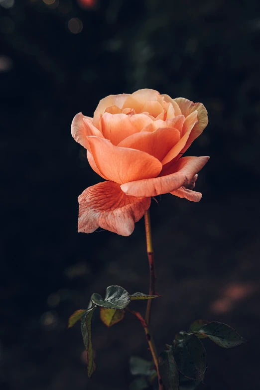 a close up of a flower on a stem, romanticism, toned orange and pastel pink, roses in cinematic light, against dark background, high quality photos