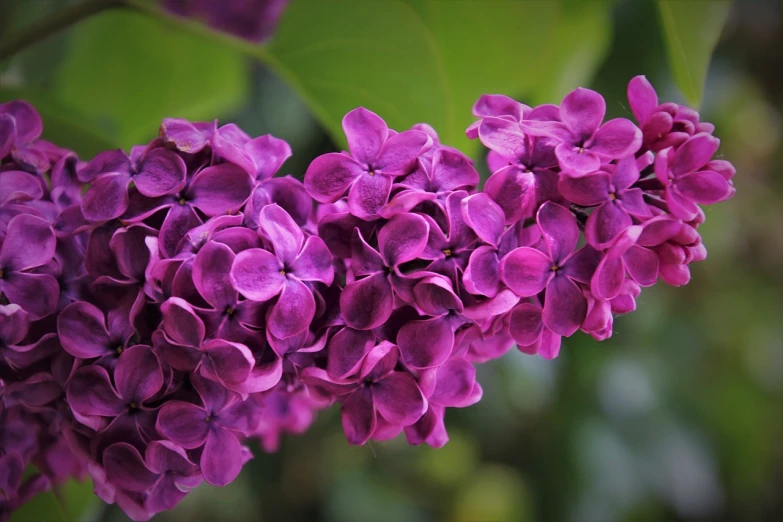 a close up of a bunch of purple flowers, a picture, by Yi Jaegwan, shutterstock, lilac, in rich color, 70mm/f2.8, close establishing shot