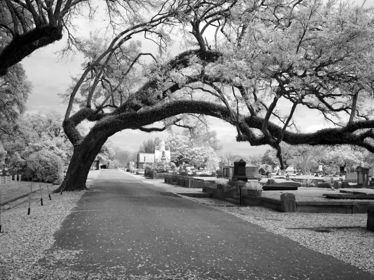 a black and white photo of a cemetery, a black and white photo, inspired by Edgar Schofield Baum, giant white tree, an archway, streetscapes, new zealand