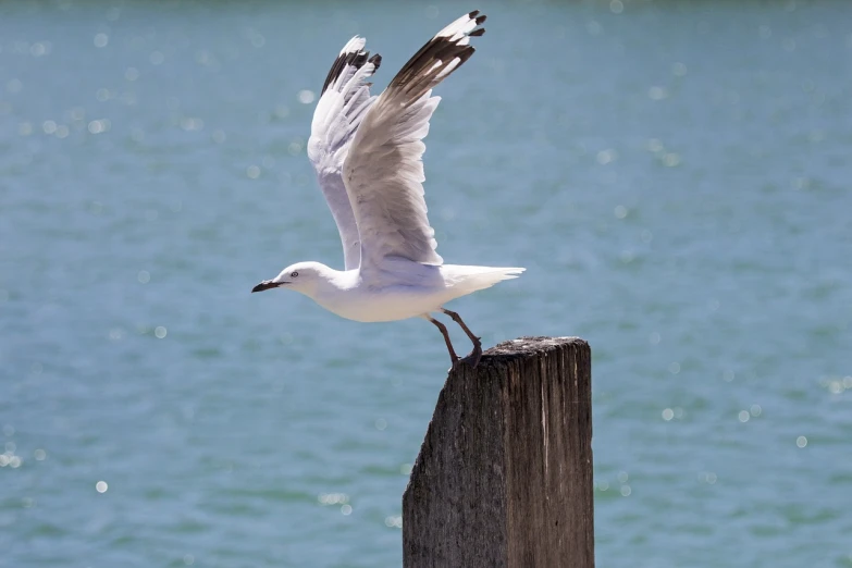 a white bird standing on top of a wooden post, a picture, shutterstock, arabesque, in a jumping float pose, new zeeland, bay area, mid shot photo