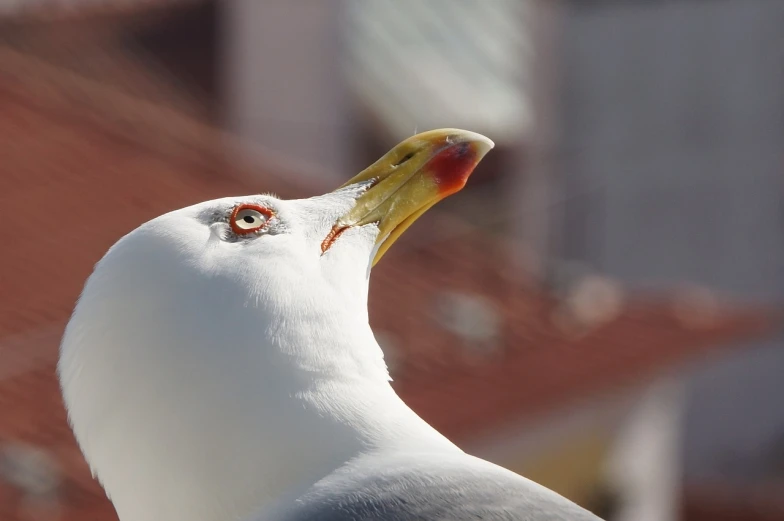 a close up of a seagull with a building in the background, a portrait, arabesque, closeup photo, modern high sharpness photo