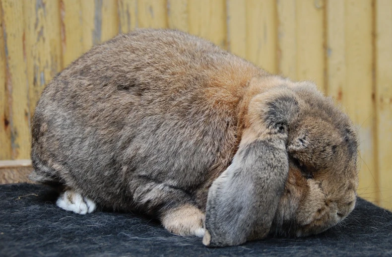 a rabbit that is laying down on a table, by Jacek Sempoliński, shutterstock, largest haunches ever, oozing bile ), tight bun, and burbled as it came