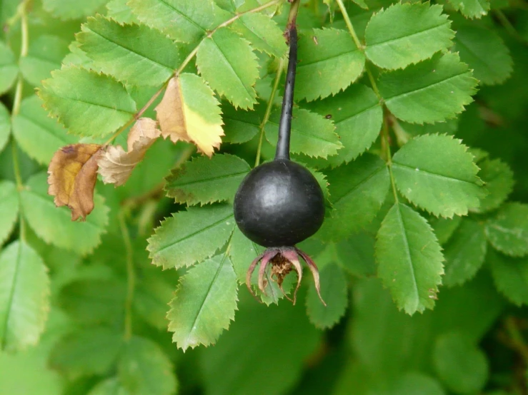 a close up of a black fruit on a plant, by Jan Henryk Rosen, flickr, hurufiyya, in a woodland glade, wax, rose, proteus vulgaris