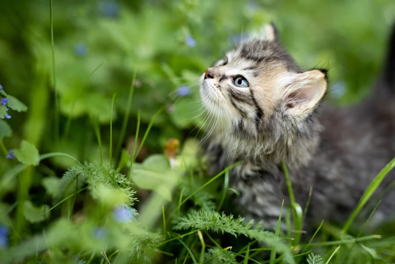a small kitten standing on top of a lush green field, shutterstock, shot from below, pretty blueeyes, outdoor photo, smelling good