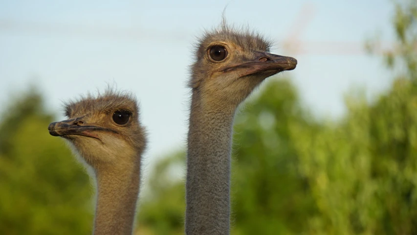 a couple of ostriches standing next to each other, by Stefan Gierowski, flickr, neck zoomed in, young female, looking like a bird, wild eyebrows