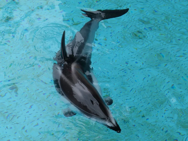 a couple of dolphins swimming in a pool, a photo, museum quality photo, full length photo, daoshu, penguin