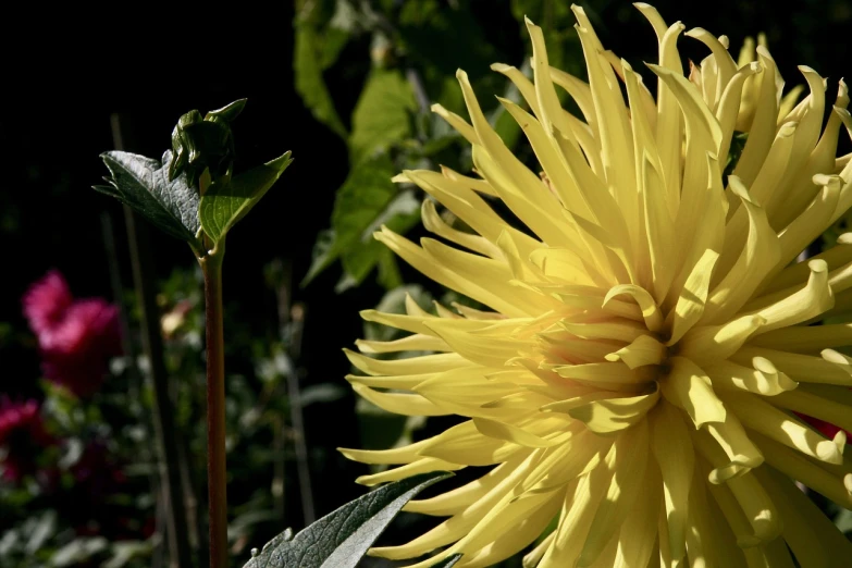 a close up of a yellow flower in a garden, by David Simpson, flickr, romanticism, dahlias, back - lit, viewed in profile from far away, immense detail