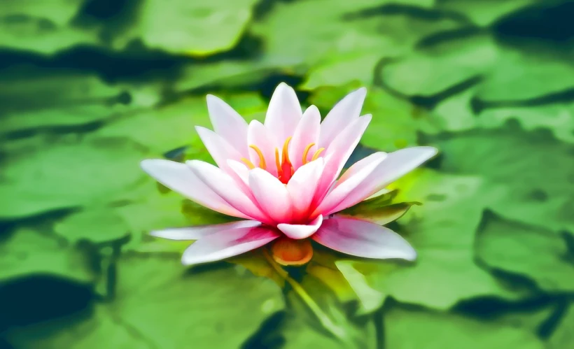 a pink flower sitting on top of a green leaf covered pond, a digital painting, by Shitao, shutterstock, hurufiyya, very beautiful photo, lily petals, very accurate photo, enhanced photo