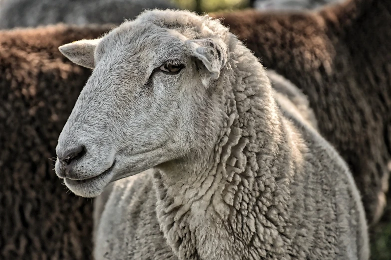 a group of sheep standing next to each other, a portrait, by Jan Rustem, pexels, renaissance, closeup of the face, hdr detail, looking to his side, backlit ears