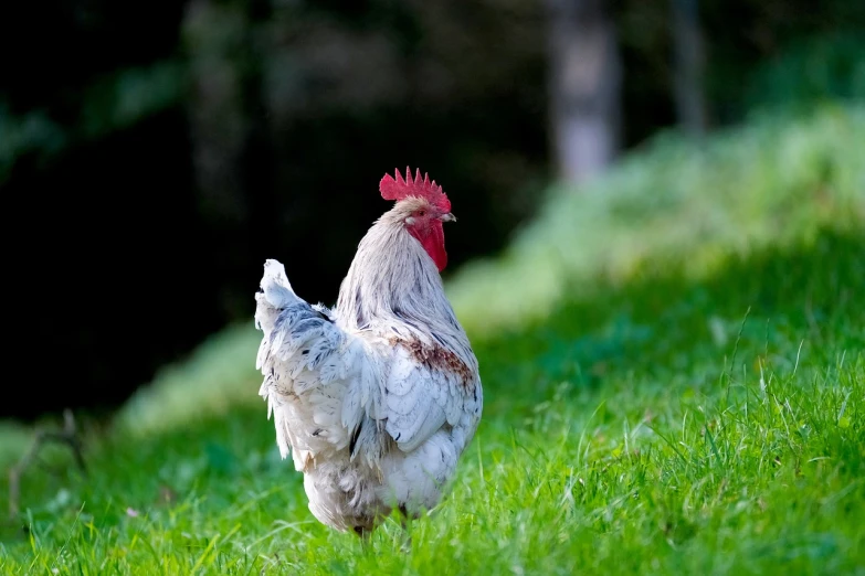 a white chicken standing on top of a lush green field, a picture, by Jan Tengnagel, rooster, rear-shot, morning hard light, high res photo