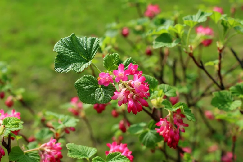 a bush of pink flowers with green leaves, by Dietmar Damerau, shutterstock, sōsaku hanga, raspberry, spring blooming flowers garden, walking, brocade