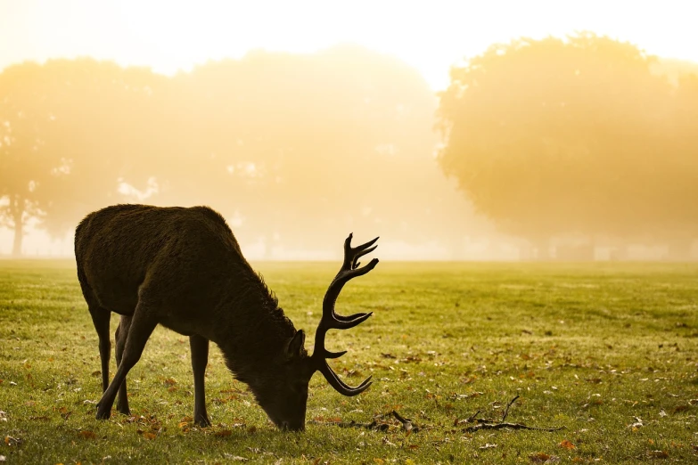 a deer standing on top of a lush green field, shutterstock, romanticism, london, soft autumn sunlight, eating, elk