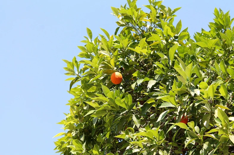 an orange tree with green leaves and a blue sky in the background, arabesque, detailed zoom photo, sukkot, high res photo