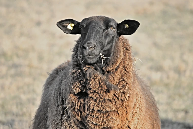 a close up of a sheep in a field, a portrait, by Linda Sutton, flickr, wyoming, black face, with a cool pose, amber