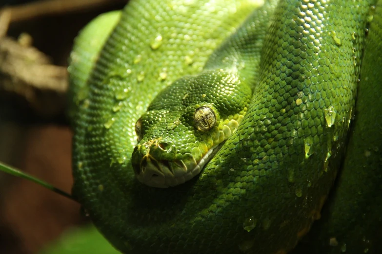 a close up of a green snake on a branch, a portrait, pixabay, renaissance, scales covering her chest, giant coiling snake machine, molten, green shades