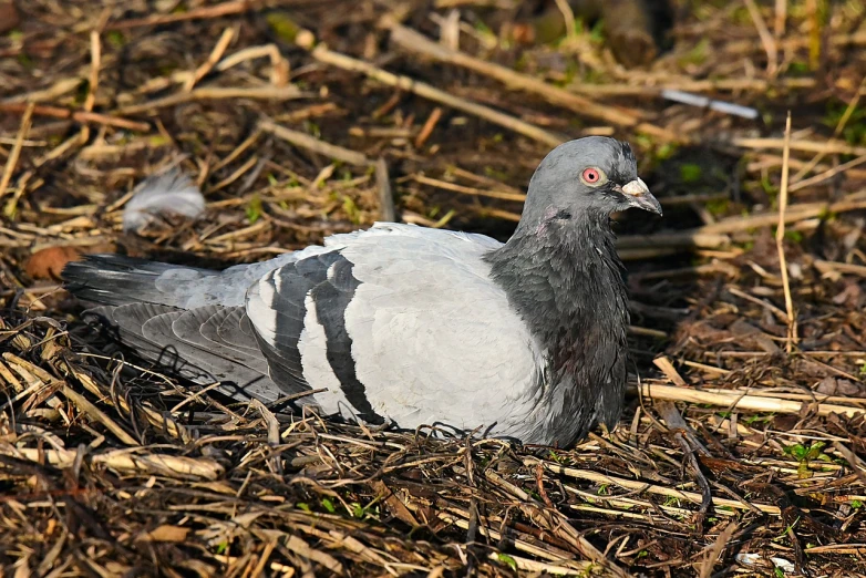 a pigeon that is sitting on the ground, by Jan Rustem, in a nest, male!!!!!!!, taken with my nikon d 3, shiny silver