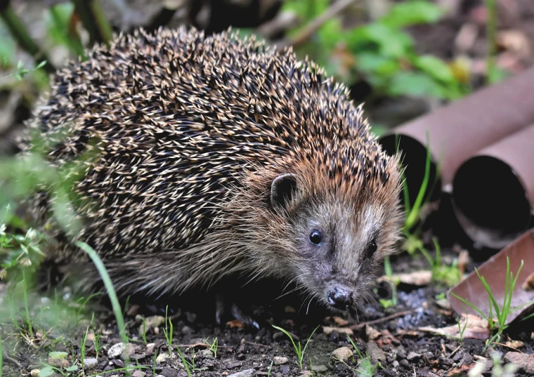 a hedge that is standing in the dirt, a photo, by Robert Brackman, pexels, head of green hedgehog, hunting, in a woodland glade, closeup photo