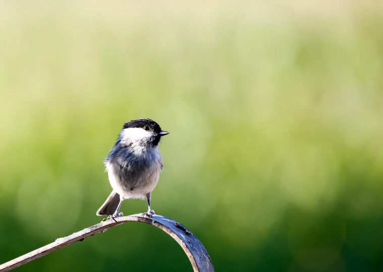 a small bird sitting on top of a tree branch, a picture, by Dietmar Damerau, shutterstock, fluffly!!!, very shallow depth of field, product introduction photo, summer morning