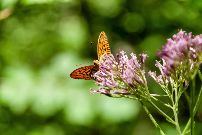 a close up of a butterfly on a flower, figuration libre, outdoor photo, in a forest glade, high res photo, ultra wide