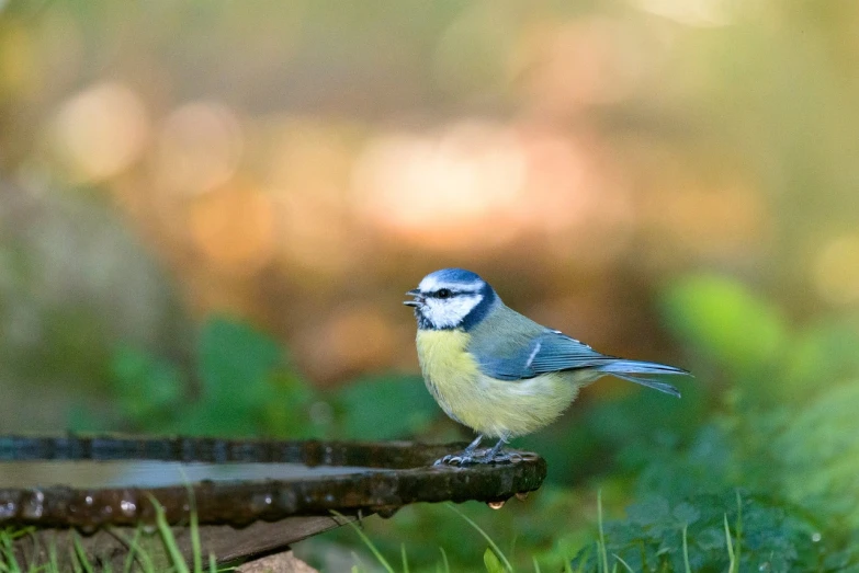 a small blue bird sitting on top of a tree branch, a pastel, by Paul Bird, shutterstock, on a wooden tray, eating outside, backlit!!, blue and yellow theme