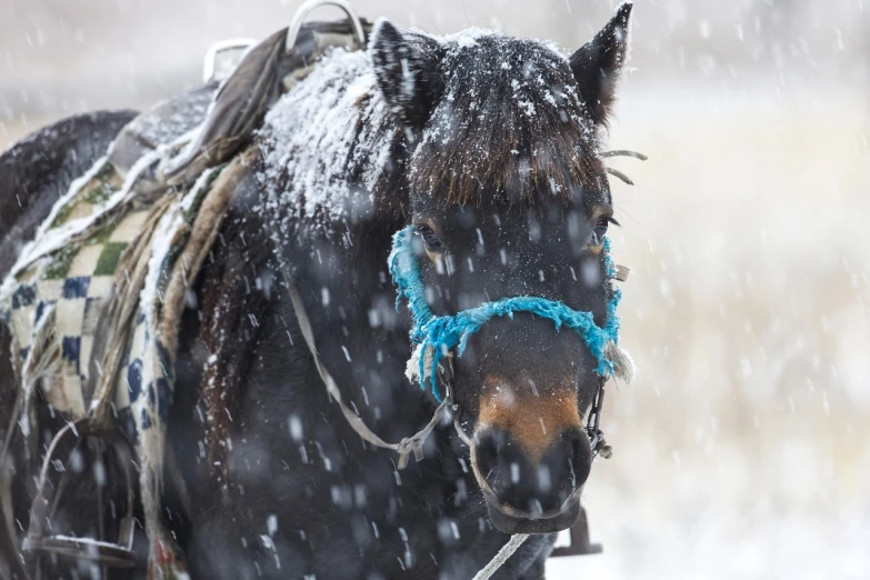 a close up of a horse in the snow, by Alexander Fedosav, afp, helmet is off, montana, sergey zabelin