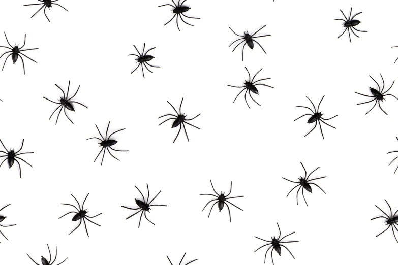 a pattern of black spiders on a white background, a stock photo, by Alison Watt, istock, tiny glowbugs everywhere, 33mm, without text