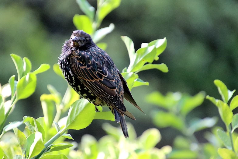 a bird sitting on top of a tree branch, by Ji Sheng, pixabay, hurufiyya, very detailed black feathers, chilling on a leaf, texas, john berry