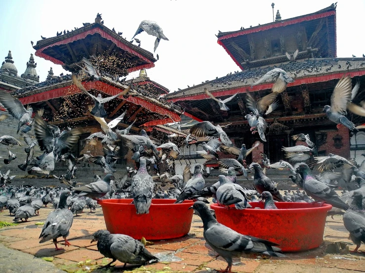 a flock of pigeons eating out of a red bowl, a picture, happening, nepali architecture buildings, very accurate photo, standing in a buddhist temple, feathers raining